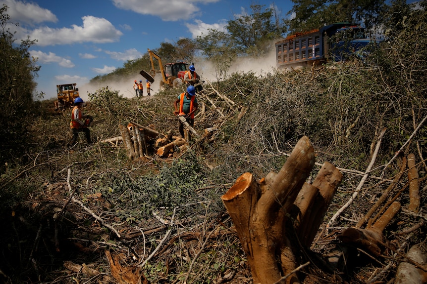 Construction workers with chainsaws cut down trees in a jungle. 