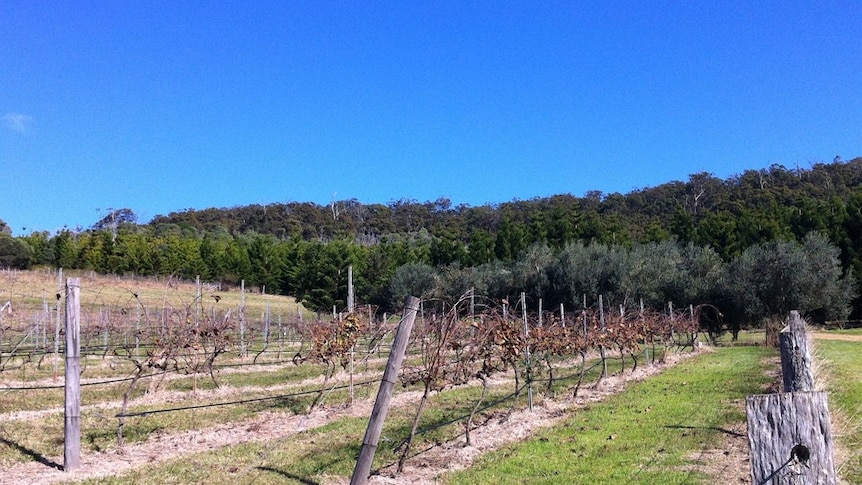 Vines and olive trees on a sunny winter hillside in the South Burnett