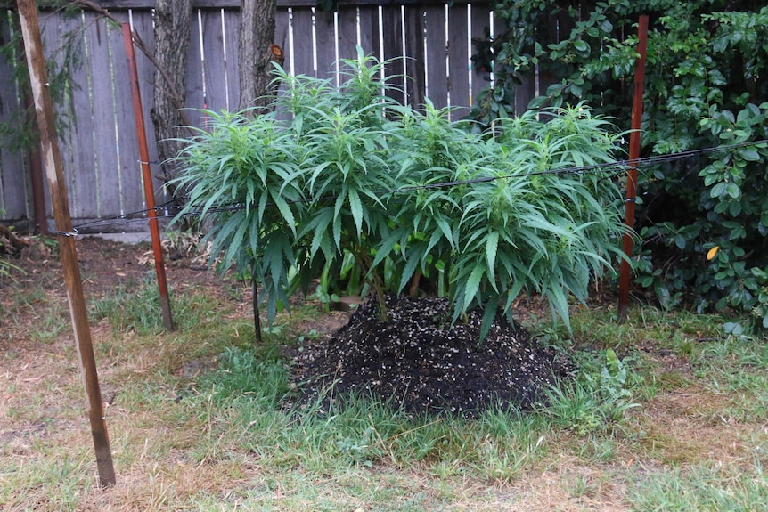 Four or five marijuana plants grow  in a backyard.