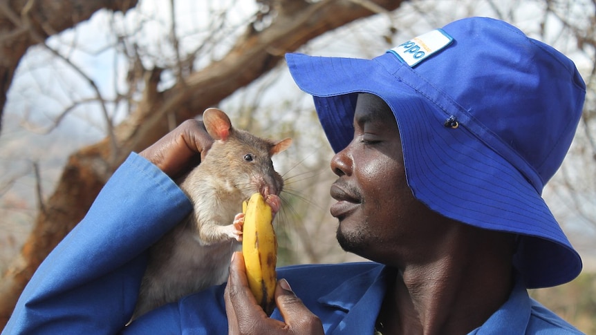 Man in blue hat and shirt holding a large rat on his shoulder and feeding it a banana