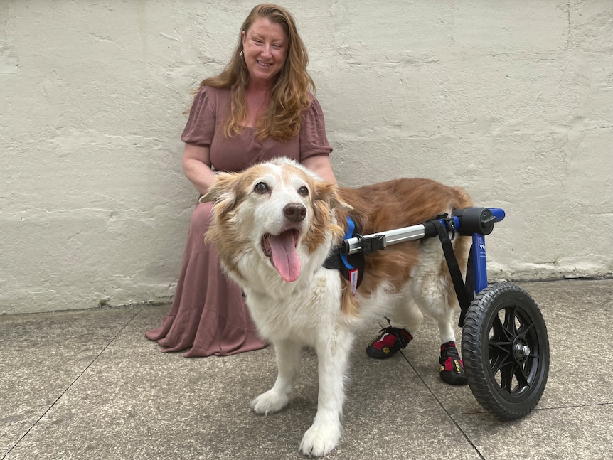 Une femme avec un chien en fauteuil roulant