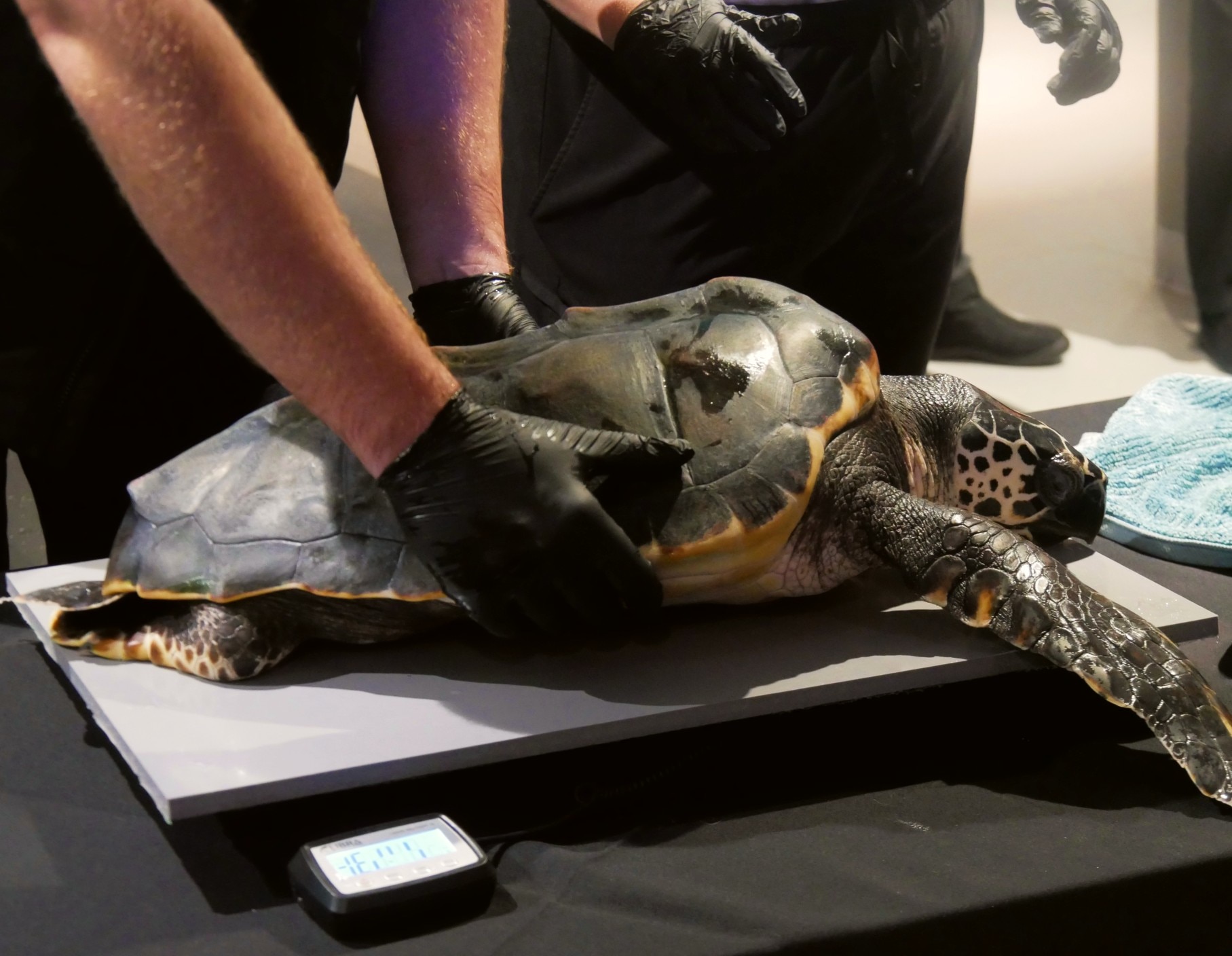 A turtle on a scale