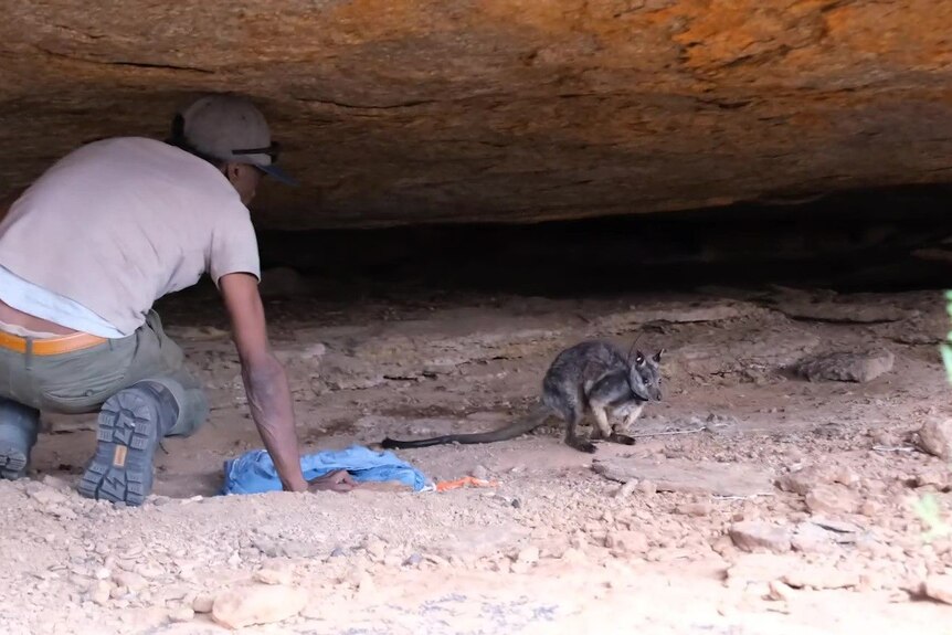 A man kneels beneath a rock overhang, near a small wallaby.