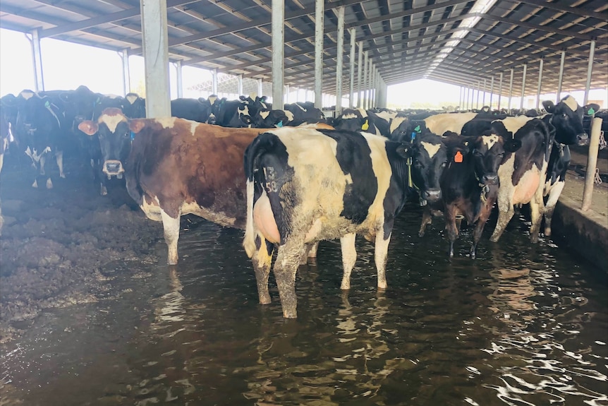 cows stand in flood waters in a large barn. 