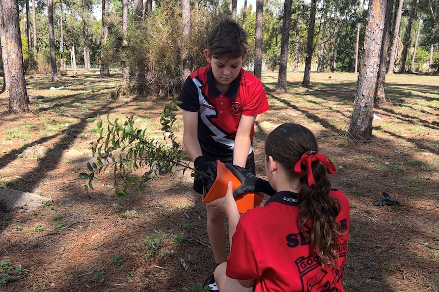 Two Year 6 students handling a potted seedling, trees and forest behind them