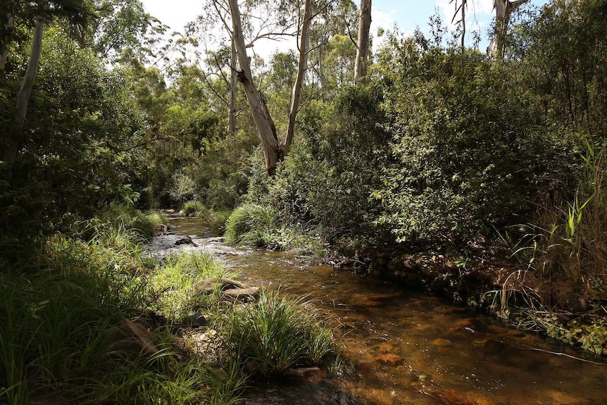 A river in the Snowy Mountains