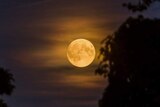 A total supermoon lunar eclipse captured through trees