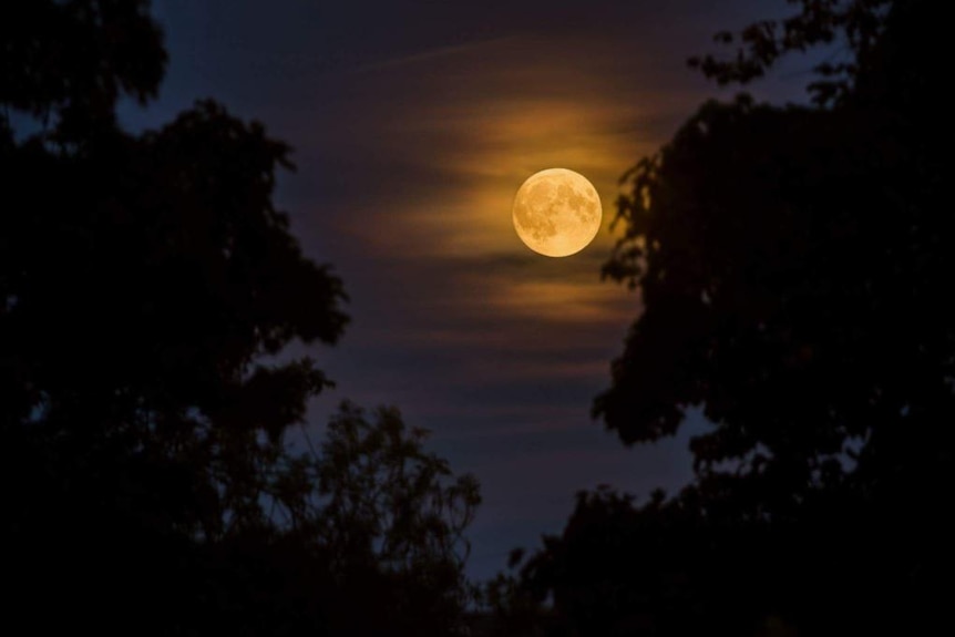 A total supermoon lunar eclipse captured through trees