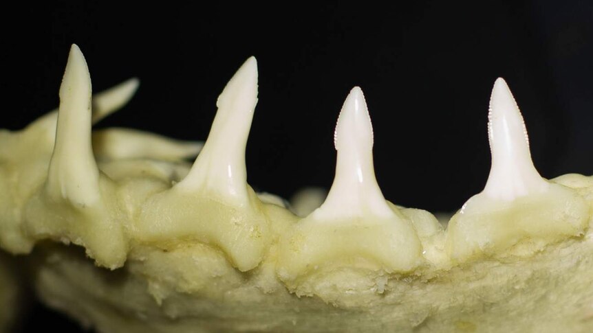 The teeth along the lower jaw of a speartooth shark are long and slender with spear-like tips.