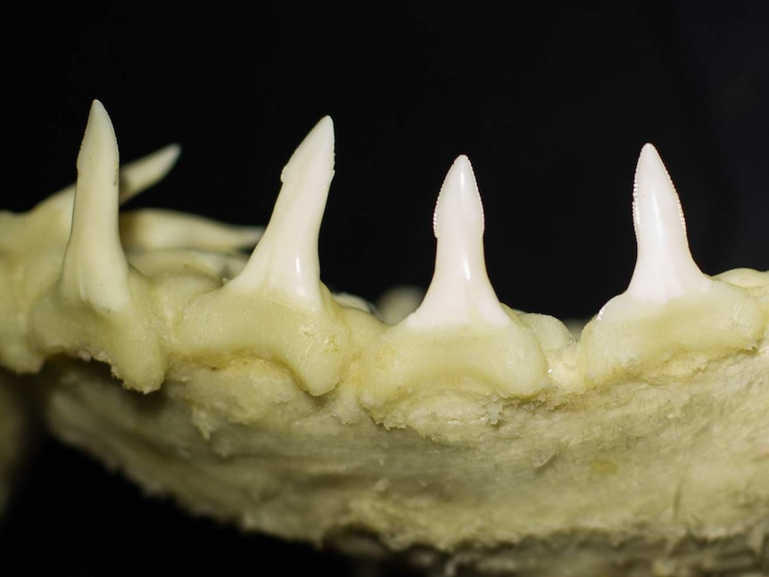 The teeth along the lower jaw of a speartooth shark are long and slender with spear-like tips.