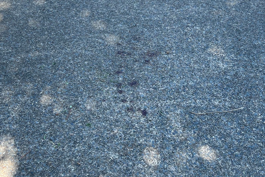 Blood spattered on cement ground