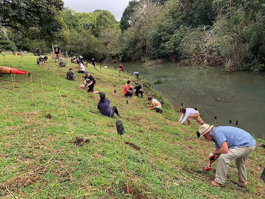 Volunteers planting trees alongside a river.