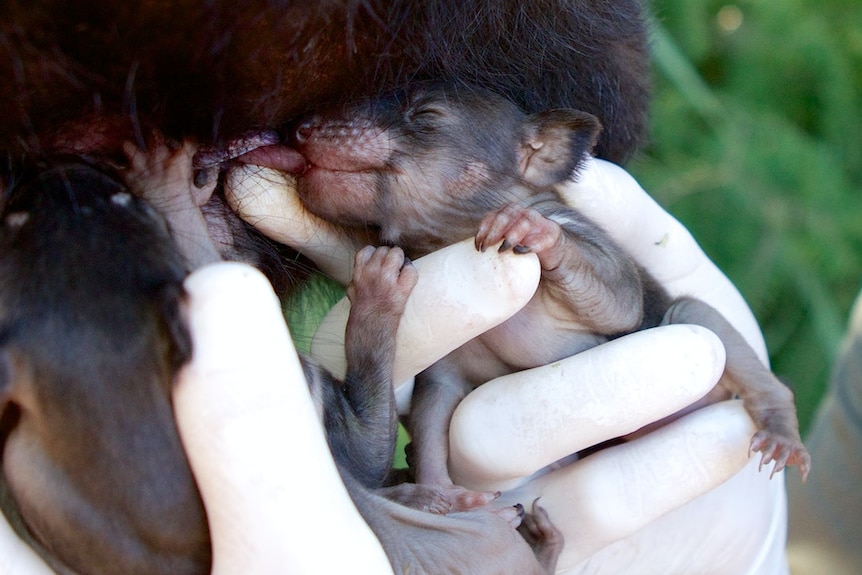 A gloved hand holds a Tasmanian devil joey to its mother's teat