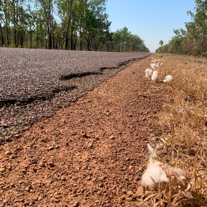 Bits of cotton near a sealed road