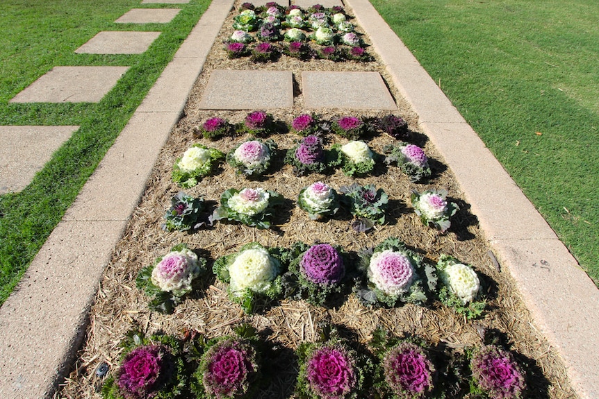 Neat rows of different coloured kales bunches planted in a raised garden bed.