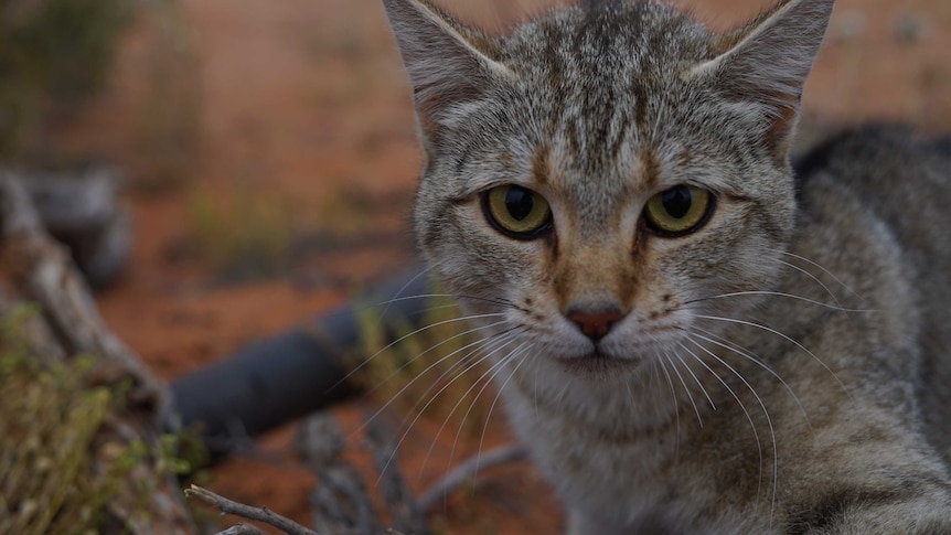 A feral cat.