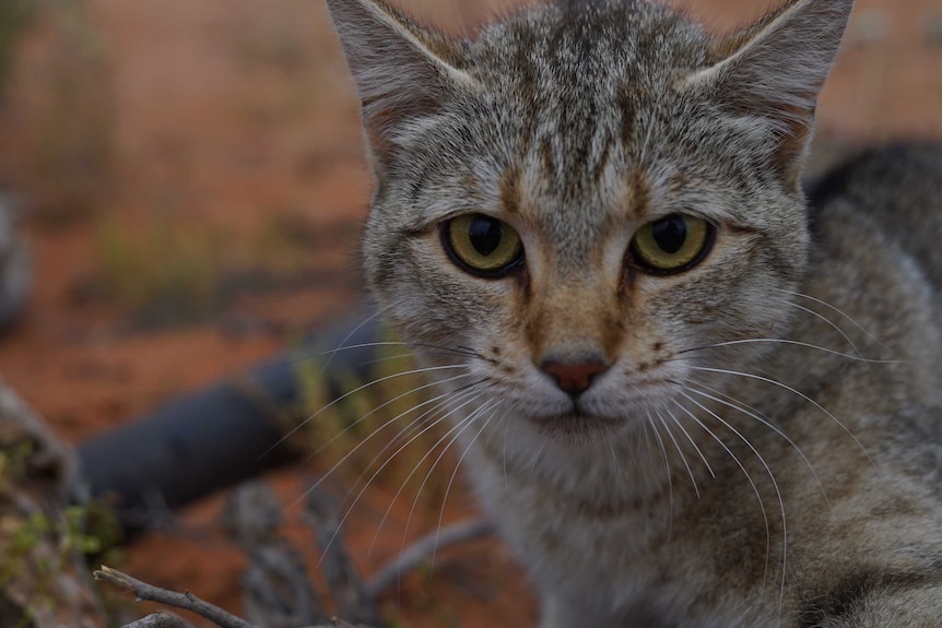 A feral cat.