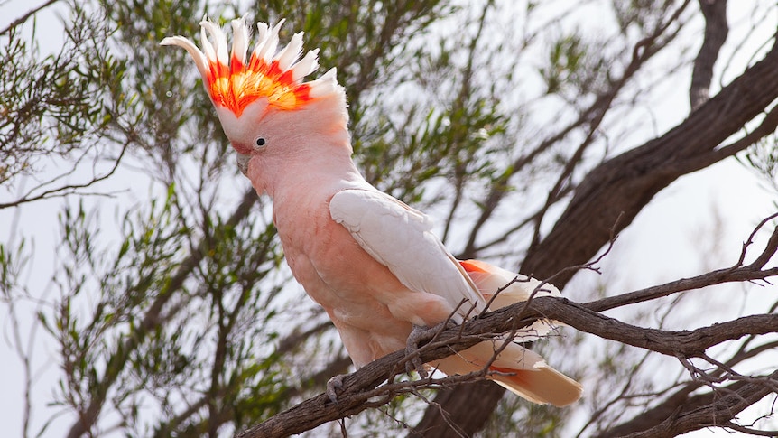 australian pink parrots