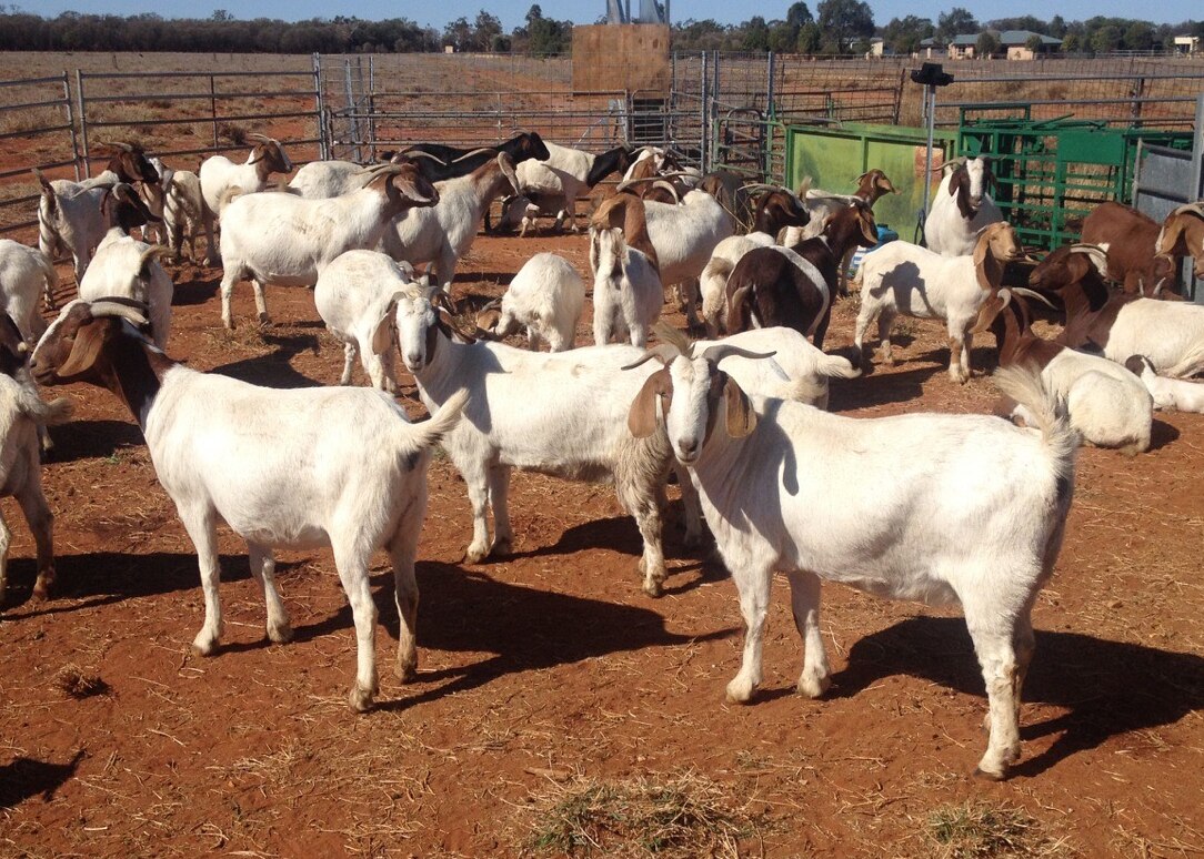 Public Goat Farm Near Me Farm House