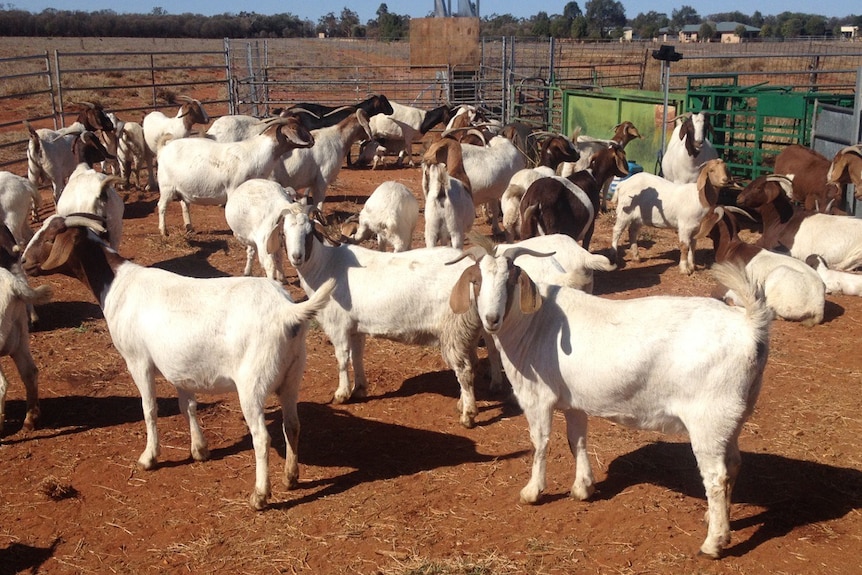 A herd of goats grazing on a farm outside Charleville.