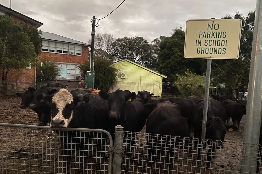 A herd of cows stand on school grounds in front of a school sign.