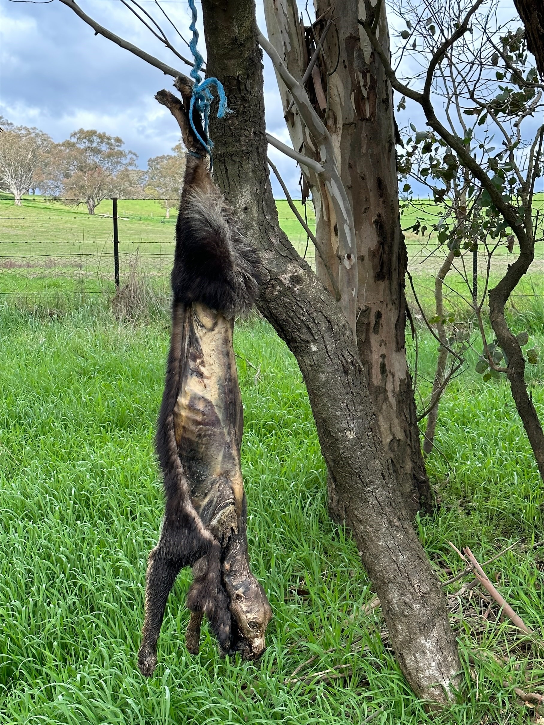 A dead dog is hung up by the feet in a tree 
