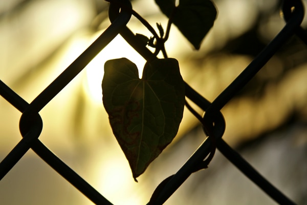 Genetic sexual attraction - ABC listen
