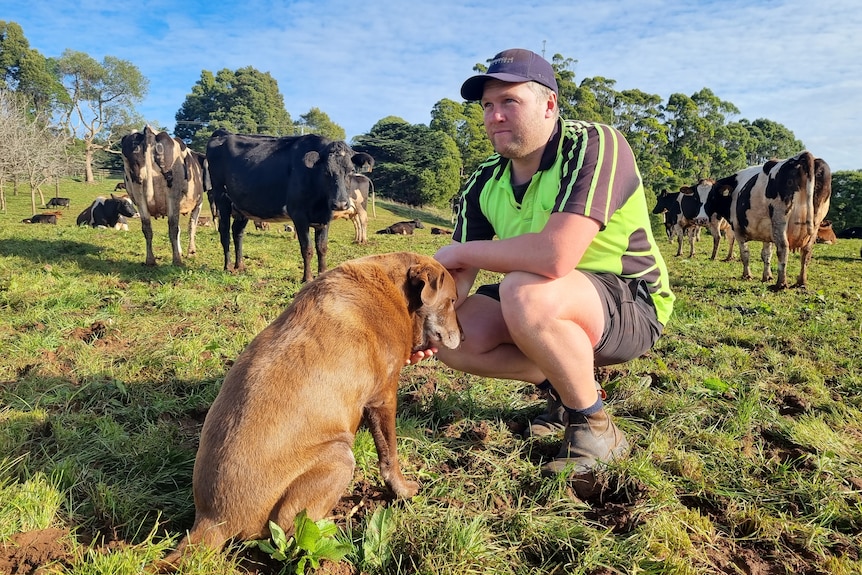 A young farmer stares dreamily as he pats his cattle dog, with dairy cows in the background.