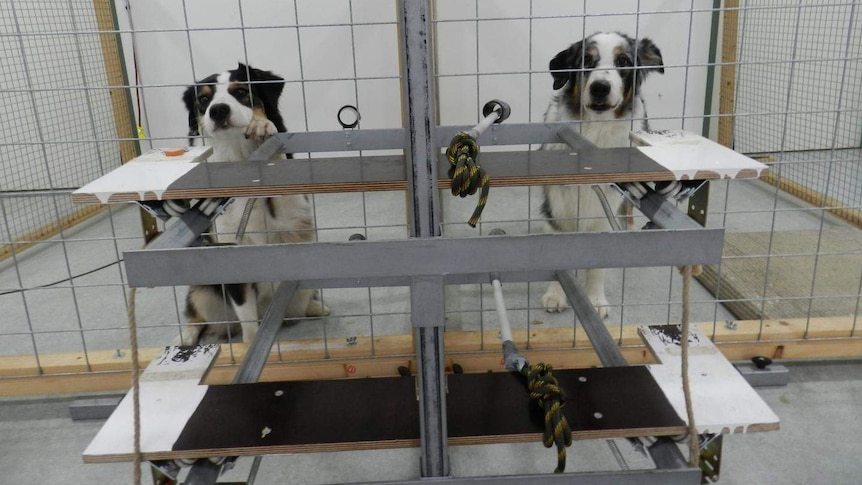 The bar pulling task, testing whether dogs show prosocial traits