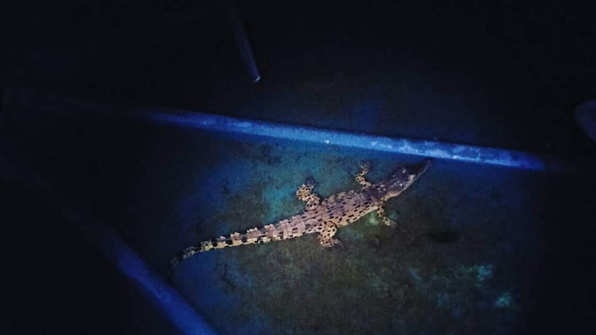 A photo of a juvenile saltwater crocodile in an empty water tank.