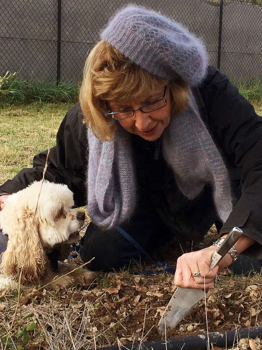 Grower Sherry McArdle-English and her trained truffle dog Snuff make a find on her farm.