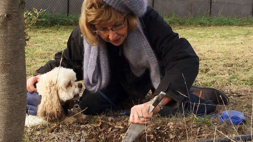 Grower Sherry McArdle-English and her trained truffle dog Snuff make a find on her farm.