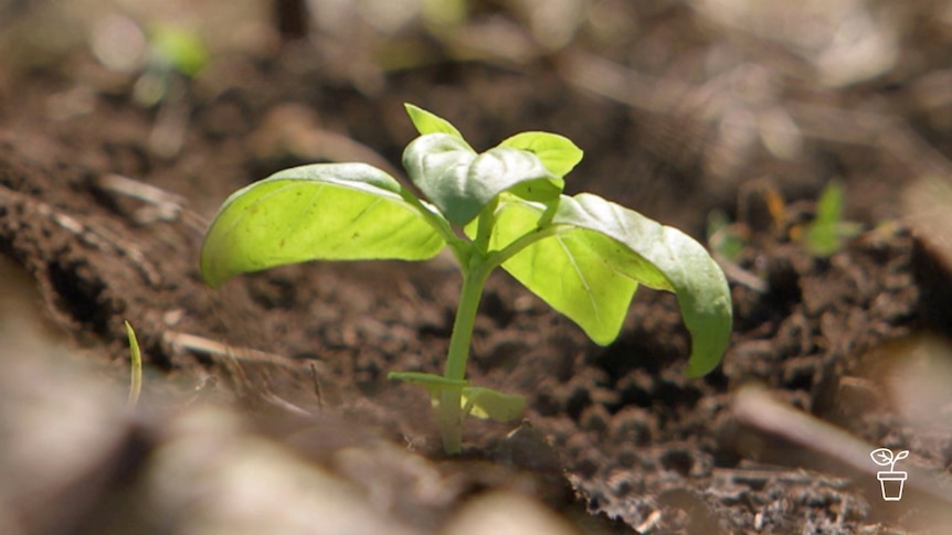 Close up of seedling plant in ground
