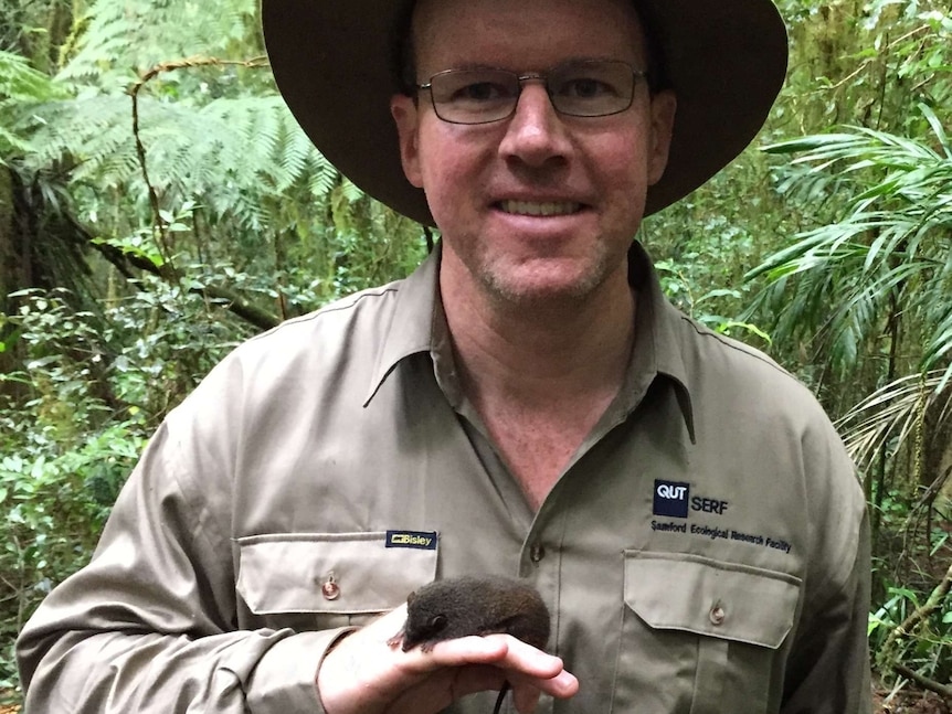 A man, wearing khaki shirt and hat, holds an antechinus in the rainforest