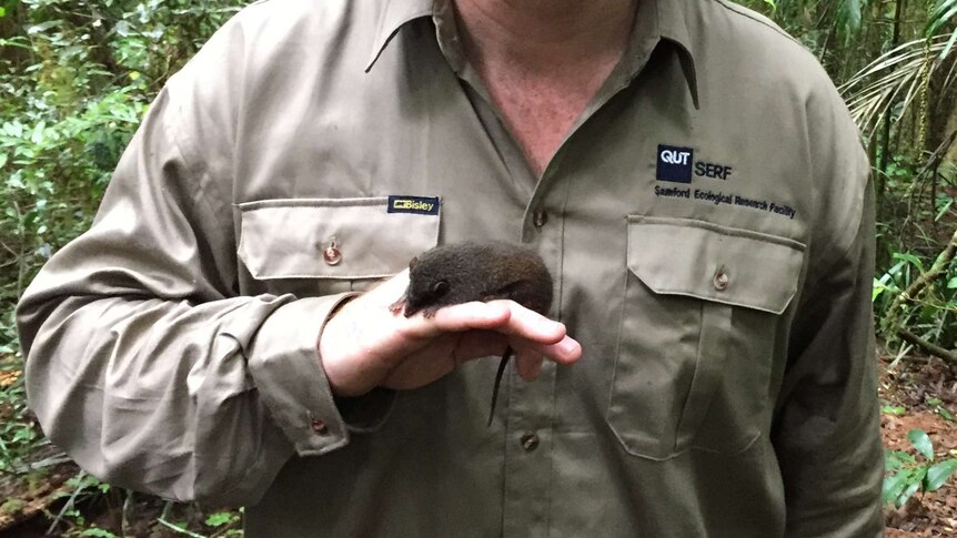 A man, wearing khaki shirt and hat, holds an antechinus in the rainforest