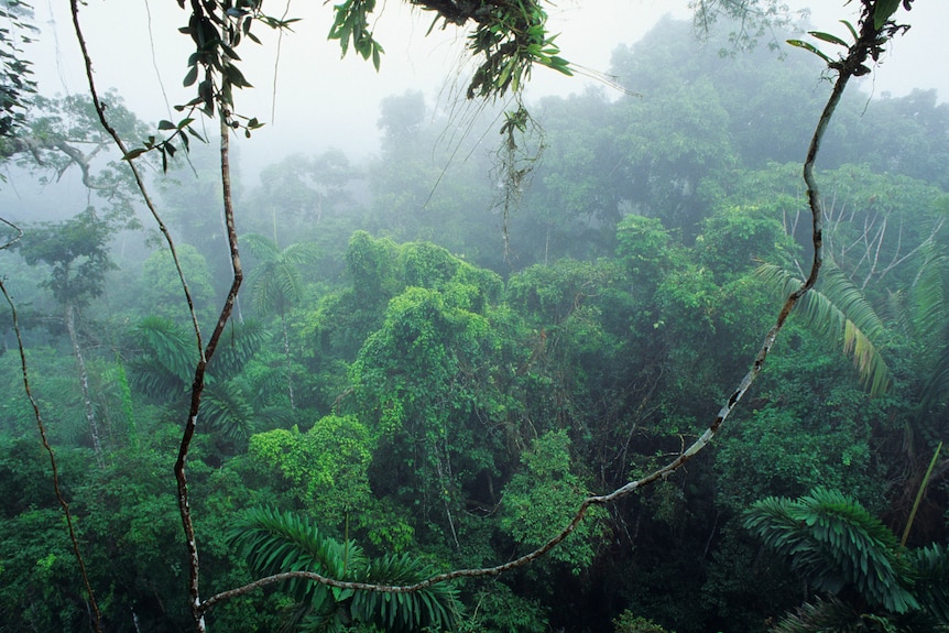 Mist rising from the Amazon rainforest in Ecuador.