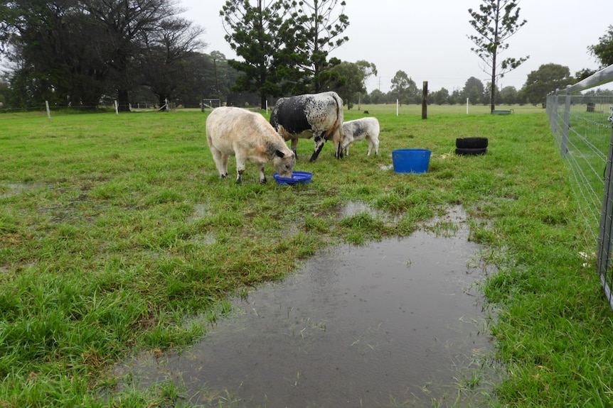 Cattle graze on a water-drenched property.