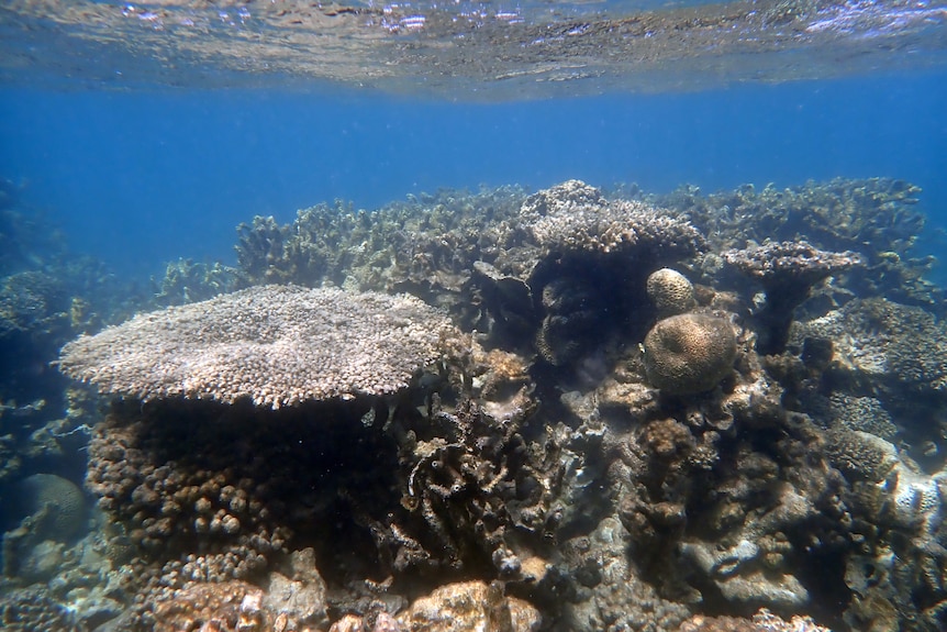 Bleached Coral Bay