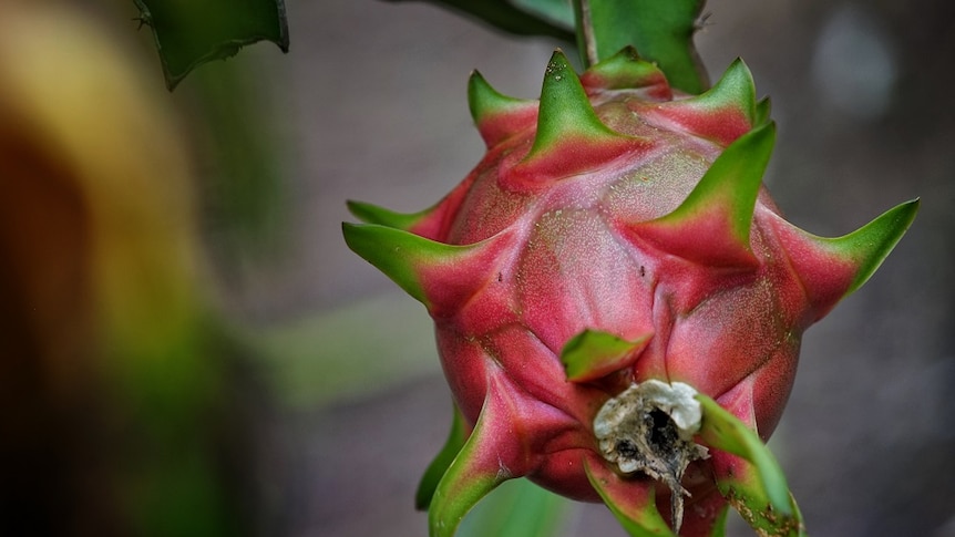 A single dragon fruit at the end of a branch.