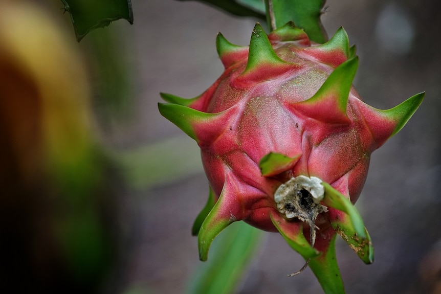 A single dragon fruit at the end of a branch.