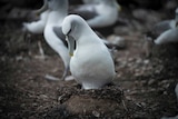 A shy albatross sits on artificial nest.