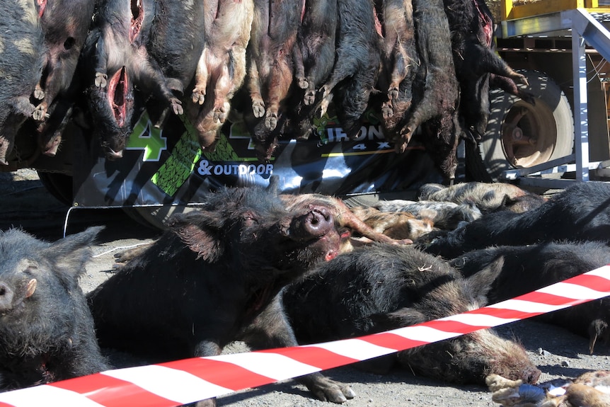 a number of boar carcasses laid out