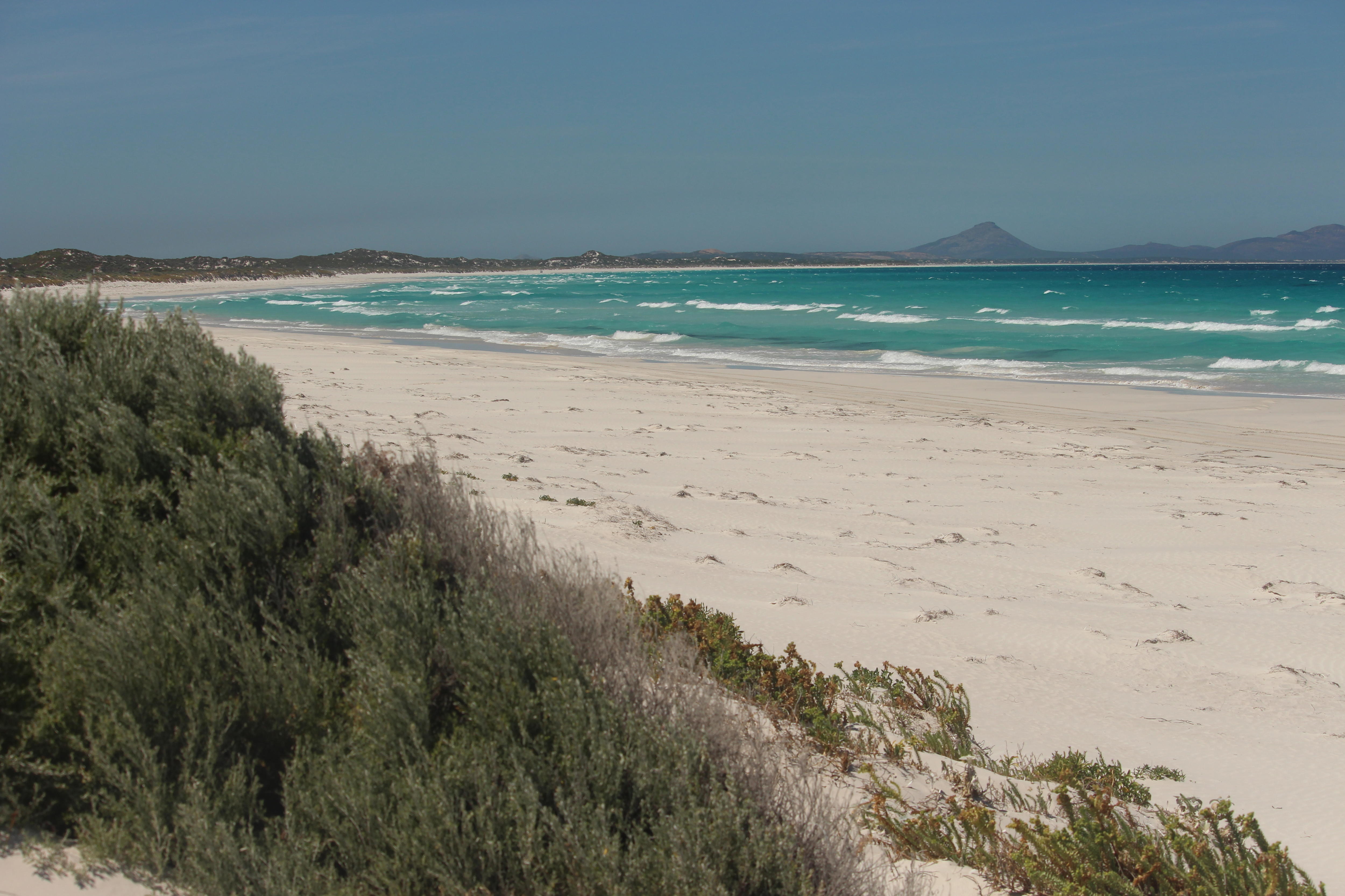 Kelp Beds shark attacks prompt WA's Esperance council to consider 'more