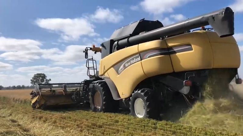 A harvester harvesting rice in a field.