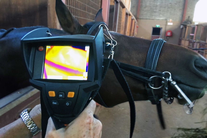 Researchers monitoring horse