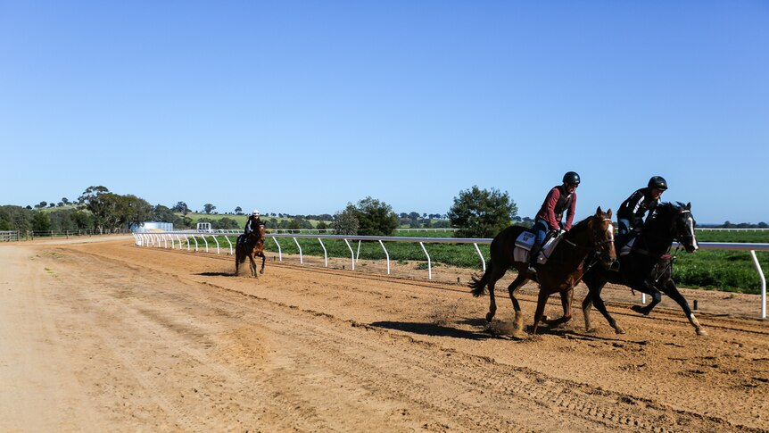 A sandy race track with three horse in training.