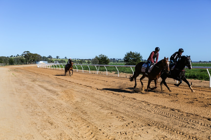 A sandy race track with three horse in training.