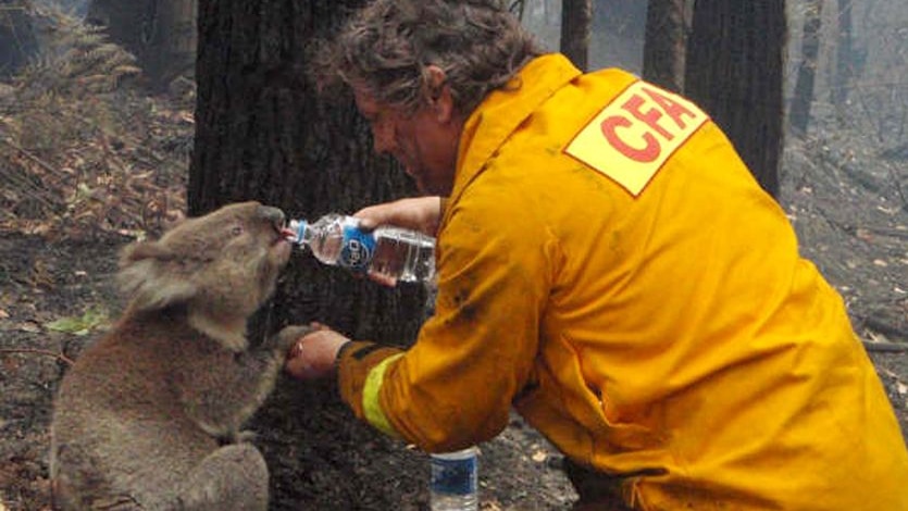Sam the Koala is given a drink of water