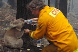 Sam the Koala is given a drink of water