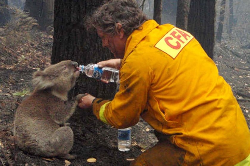 A koala drinks from a plastic water bottle held by a firefighter amid burnt-out bushland.